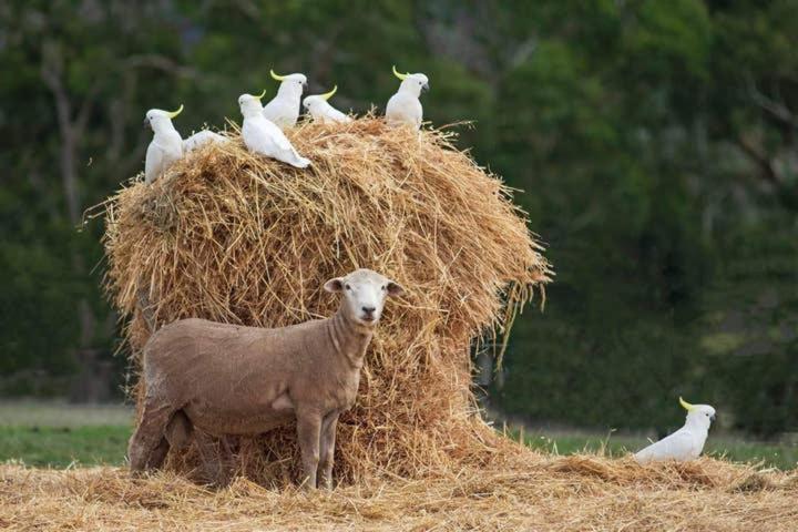 Bed and Breakfast Rooks Edge Gisborne Esterno foto